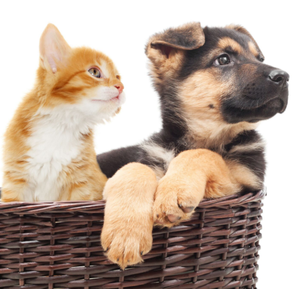 Avantages Néoliane Chiens & Chats